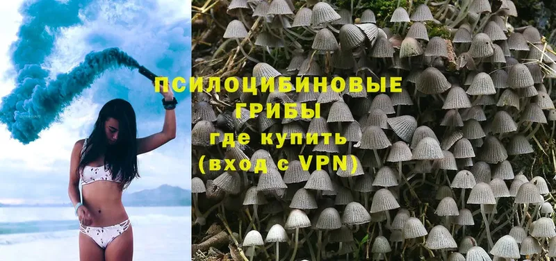 Галлюциногенные грибы Cubensis  Барнаул 